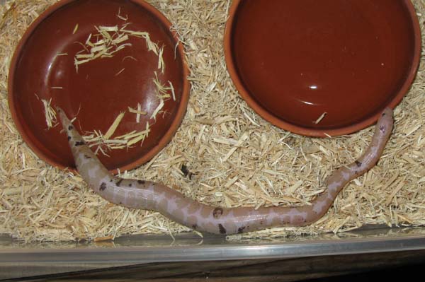 kenyan sand boa - snow